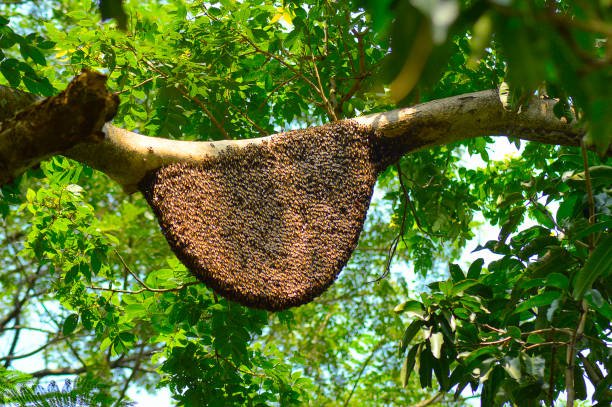 Honey Kutir